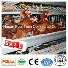 Morden Poultry Farm Equipment Layer Chicken Cage